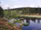 Hochmoor
