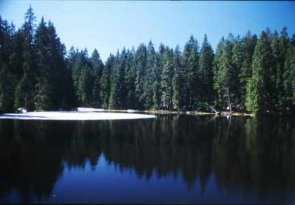 klaus im wald