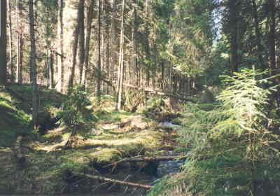 waldwildnis an der kalten moldau