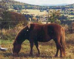 pferd
