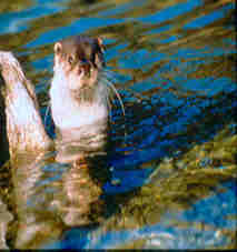 Fischotter