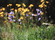 Bergwiesenblüte