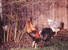 Goldperlhuhn