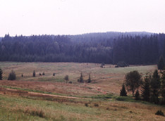Bergwiesen-Flachmoor-Komplex in Schwarzental