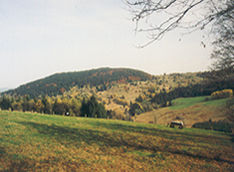 Weide in der Hecken- und Rankenlandschaft von Bischofsreut