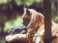 Luchs