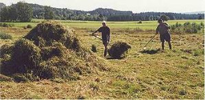 Mahd einer Wiese